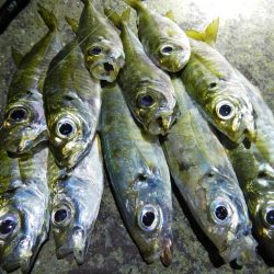 サイズは伸びず