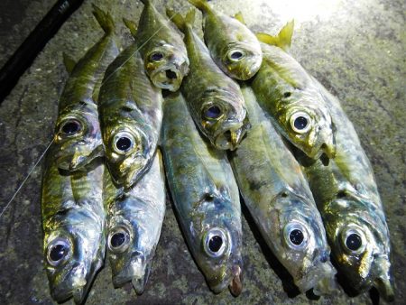 サイズは伸びず