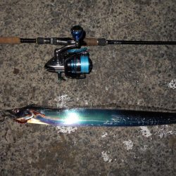 タチウオにビビってんのか？。