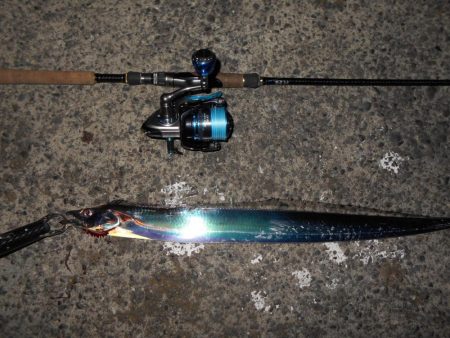 タチウオにビビってんのか？。