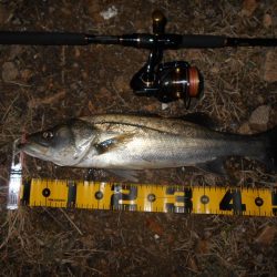 少ないライズの中でのヒット。