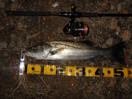 少ないライズの中でのヒット。