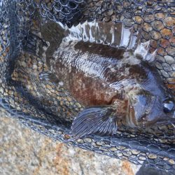 初のワームで挑戦した結果