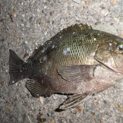 グレの引きは楽しい