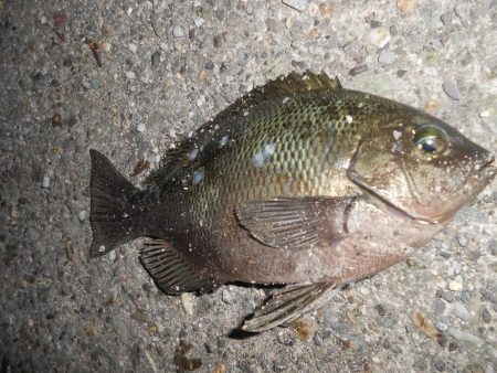 グレの引きは楽しい