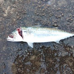 ショアジギングの聖地