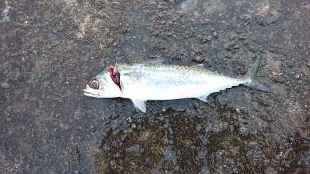 ショアジギングの聖地