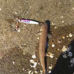 今日も敦賀湾はナブっていました