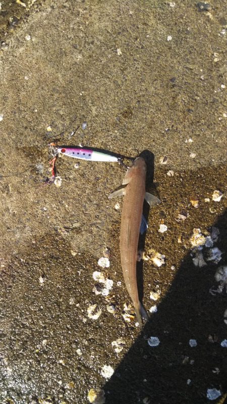 今日も敦賀湾はナブっていました