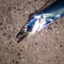 タチウオ終盤戦