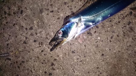 タチウオ終盤戦