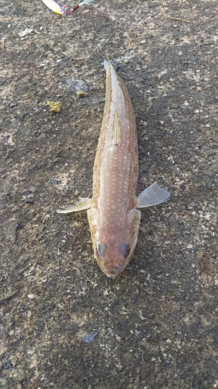 ナブラをものにできませんでした