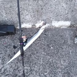 タチウオ&アジほか