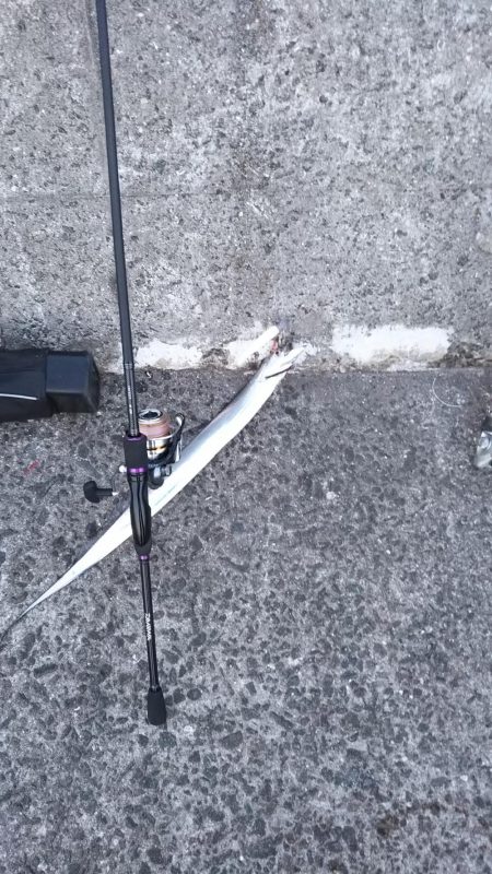 タチウオ&アジほか