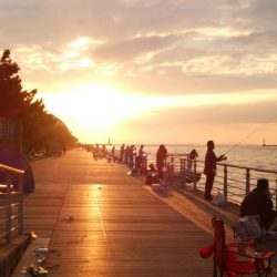 タチウオ 数少ない