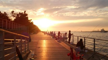 タチウオ 数少ない