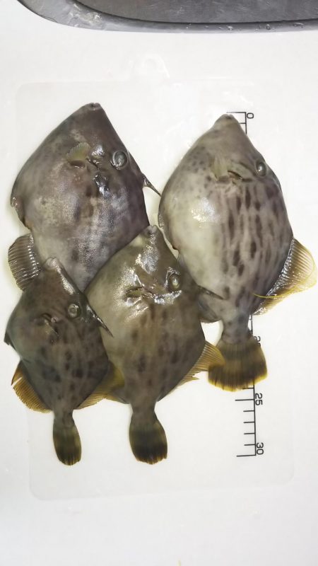 三邦丸　カワハギ専門便