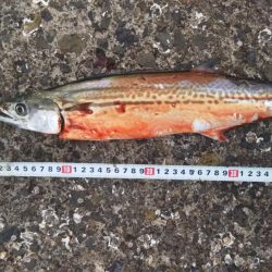 サゴシフィーバー