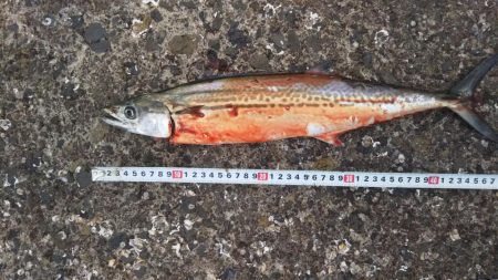 サゴシフィーバー