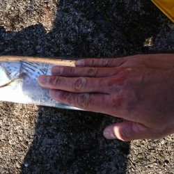 ブリ狙いに行ったんだよ？