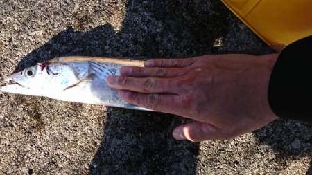 ブリ狙いに行ったんだよ？