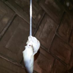 アジング&エギング