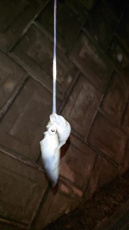 アジング&エギング