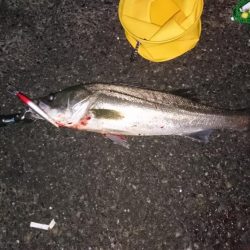 初シーバスゲット