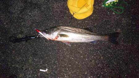 初シーバスゲット