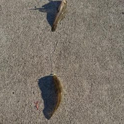 ちょい投げシーズン到来