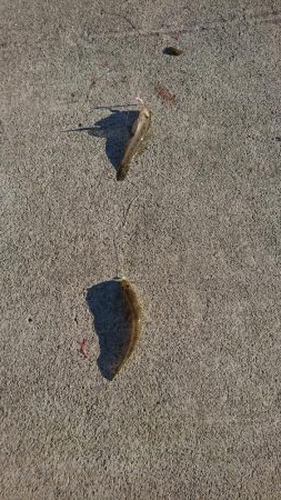 ちょい投げシーズン到来