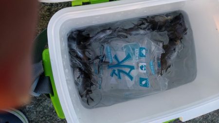 ルアーを忘れてサビキでアナハゼとスズメダイ…