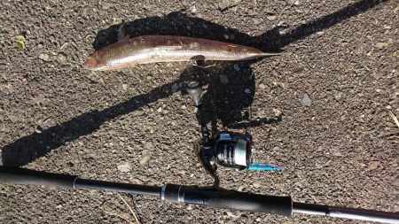 エギング～のエソニング