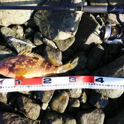 アコウ31センチ、メバル25センチ