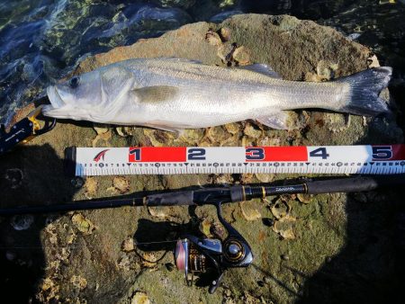 ヒラメ42ヒラメ35スズキ60