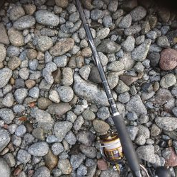 シーバース&ロックフィッシュ