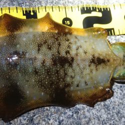 朝マズメのリベンジ