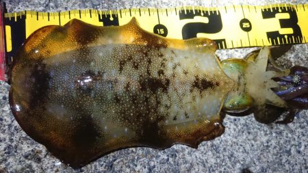 朝マズメのリベンジ