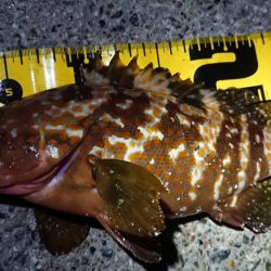 釣り仲間とナイトエギング