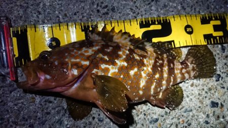 釣り仲間とナイトエギング