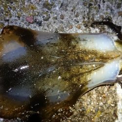 仕事終わりにちょこっと