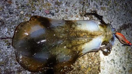 仕事終わりにちょこっと