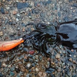 朝マズメエギング