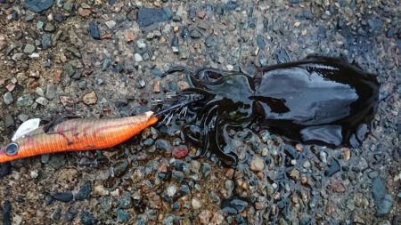 朝マズメエギング