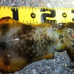 仕事終わりエギング