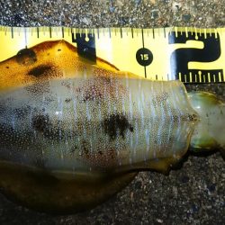 朝マズメエギング