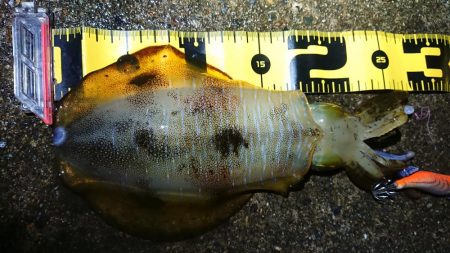 朝マズメエギング