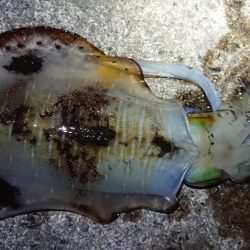 朝マズメエギング