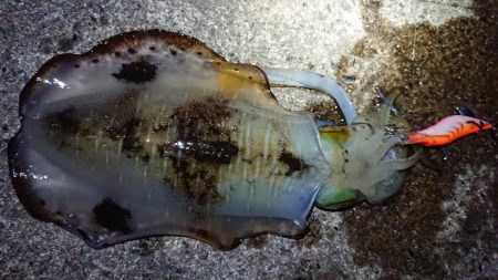 朝マズメエギング