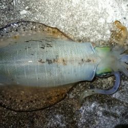 仕事帰りにちょこっと